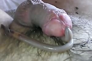 Чувак балдеет червяк двигается внутри его члена